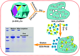 Graphical abstract: Preparation of a cobalt mono-substituted silicotungstic acid doped with aniline for the selective adsorption of ovalbumin