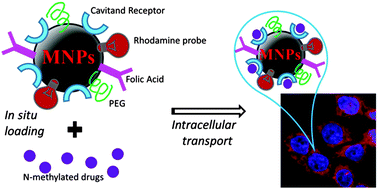 Graphical abstract: Multifunctional magnetic nanoparticles for enhanced intracellular drug transport