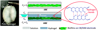 Graphical abstract: Encapsulation of a living bioelectrode by a hydrogel for bioelectrochemical systems in alkaline media