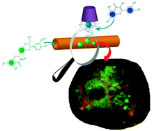 Graphical abstract: Multicavity halloysite–amphiphilic cyclodextrin hybrids for co-delivery of natural drugs into thyroid cancer cells