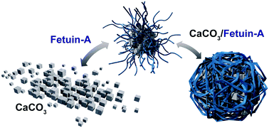 Graphical abstract: Fetuin-A adsorption and stabilization of calcium carbonate nanoparticles in a simulated body fluid