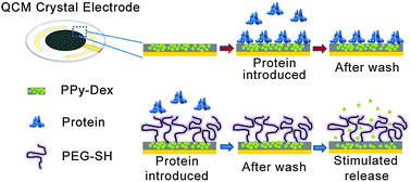 Graphical abstract: Conductive and protein resistant polypyrrole films for dexamethasone delivery