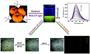 Graphical abstract: Low temperature synthesis of phosphorous and nitrogen co-doped yellow fluorescent carbon dots for sensing and bioimaging