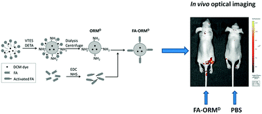 Graphical abstract: Folic acid-conjugated organically modified silica nanoparticles for enhanced targeted delivery in cancer cells and tumor in vivo