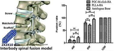 Graphical abstract: A fast degradable citrate-based bone scaffold promotes spinal fusion