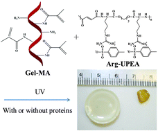 Graphical abstract: Development of a hybrid gelatin hydrogel platform for tissue engineering and protein delivery applications