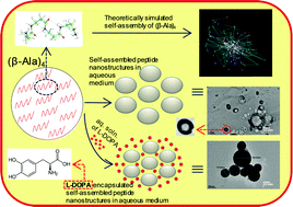 Graphical abstract: Self-assembly of β-alanine homotetramer: formation of nanovesicles for drug delivery
