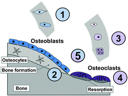 Graphical abstract: Strontium modified calcium phosphate cements – approaches towards targeted stimulation of bone turnover