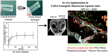 Graphical abstract: Evaluation of enzymatically crosslinked injectable glycol chitosan hydrogel