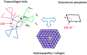 Graphical abstract: Octacalcium phosphate – a metastable mineral phase controls the evolution of scaffold forming proteins