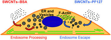 Graphical abstract: Differential sub-cellular processing of single-wall carbon nanotubes via interfacial modifications