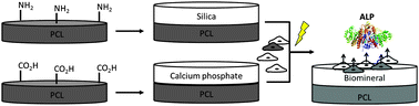 Graphical abstract: Electrical stimulation of human mesenchymal stem cells on biomineralized conducting polymers enhances their differentiation towards osteogenic outcomes