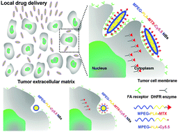 Graphical abstract: Self-targeted, bacillus-shaped, and controlled-release methotrexate prodrug polymeric nanoparticles for intratumoral administration with improved therapeutic efficacy in tumor-bearing mice