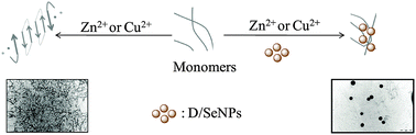 Graphical abstract: Enantiomers of cysteine-modified SeNPs (d/lSeNPs) as inhibitors of metal-induced Aβ aggregation in Alzheimer's disease