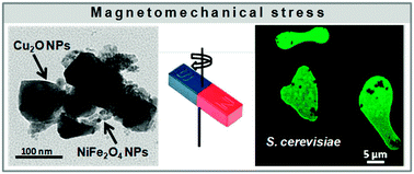 Graphical abstract: Hetero-nanocomposites of magnetic and antifungal nanoparticles as a platform for magnetomechanical stress induction in Saccharomyces cerevisiae