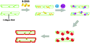 Graphical abstract: 8DSS-promoted remineralization of demineralized dentin in vitro