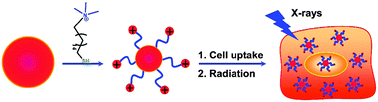 Graphical abstract: Cationic surface modification of gold nanoparticles for enhanced cellular uptake and X-ray radiation therapy