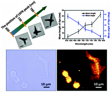 Graphical abstract: Controllable synthesis of tetrapod gold nanocrystals with precisely tunable near-infrared plasmon resonance towards highly efficient surface enhanced Raman spectroscopy bioimaging