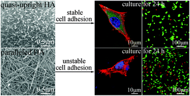 Graphical abstract: Formation and osteoblast behavior of HA nano-rod/fiber patterned coatings on tantalum in porous and compact forms