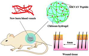 Graphical abstract: A laminin mimetic peptide SIKVAV-conjugated chitosan hydrogel promoting wound healing by enhancing angiogenesis, re-epithelialization and collagen deposition