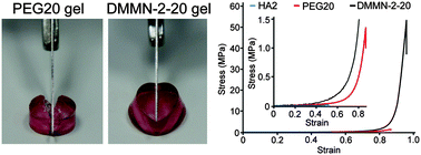Graphical abstract: Preparation and characterization of double macromolecular network (DMMN) hydrogels based on hyaluronan and high molecular weight poly(ethylene glycol)
