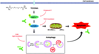Graphical abstract: Autophagy in resin monomer-initiated toxicity of dental mesenchymal cells: a novel therapeutic target of N-acetyl cysteine