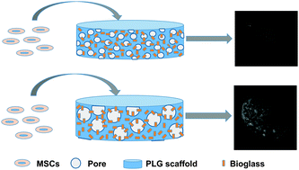 Graphical abstract: Pore size regulates mesenchymal stem cell response to Bioglass-loaded composite scaffolds