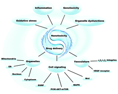 Graphical abstract: An overview of nanotoxicity and nanomedicine research: principles, progress and implications for cancer therapy