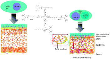 Graphical abstract: Novel dendritic derivatives of unsaturated fatty acids as promising transdermal permeation enhancers for tenofovir