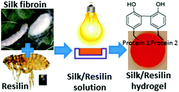 Graphical abstract: Fabrication of highly elastic resilin/silk fibroin based hydrogel by rapid photo-crosslinking reaction