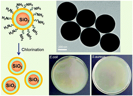 Graphical abstract: Facile synthesis of N-halamine-labeled silica–polyacrylamide multilayer core–shell nanoparticles for antibacterial ability