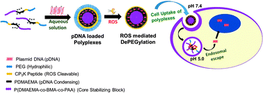 Graphical abstract: Oligoproline-derived nanocarrier for dual stimuli-responsive gene delivery