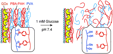 Graphical abstract: Glucose-induced decomposition of layer-by-layer films composed of phenylboronic acid-bearing poly(allylamine) and poly(vinyl alcohol) under physiological conditions