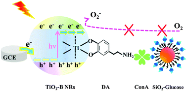 Graphical abstract: TiO2-B nanorod based competitive-like non-enzymatic photoelectrochemical sensing platform for noninvasive glucose detection