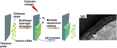 Graphical abstract: Electrochemical deposition to construct a nature inspired multilayer chitosan/layered double hydroxides hybrid gel for stimuli responsive release of protein