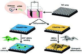 Graphical abstract: Biofunctionalization of titanium implant with chitosan/siRNA complex through loading-controllable and time-saving cathodic electrodeposition