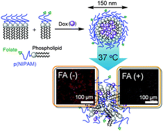 Graphical abstract: Folic acid-tethered poly(N-isopropylacrylamide)–phospholipid hybrid nanocarriers for targeted drug delivery