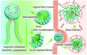 Graphical abstract: Virus-inspired mimics: self-assembly of dendritic lipopeptides into arginine-rich nanovectors for improving gene delivery