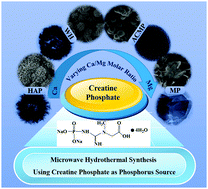 Graphical abstract: Porous microspheres of magnesium whitlockite and amorphous calcium magnesium phosphate: microwave-assisted rapid synthesis using creatine phosphate, and application in drug delivery