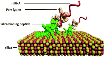 Graphical abstract: Self-assembly of bi-functional peptides on large-pore mesoporous silica nanoparticles for miRNA binding and delivery