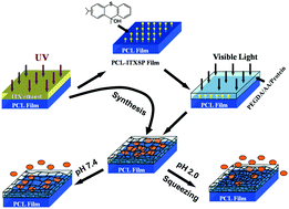 Graphical abstract: Synthesis of pH-responsive hydrogel thin films grafted on PCL substrates for protein delivery