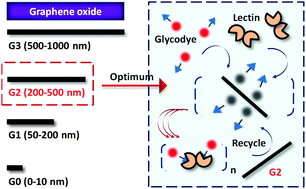 Graphical abstract: An insight into graphene oxide associated fluorogenic sensing of glycodye–lectin interactions