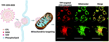 Graphical abstract: Liposomal nanohybrid cerasomes for mitochondria-targeted drug delivery