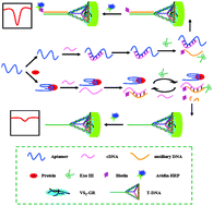 Graphical abstract: Ultrasensitive biosensing platform based on layered vanadium disulfide–graphene composites coupling with tetrahedron-structured DNA probes and exonuclease III assisted signal amplification