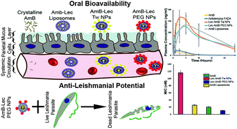 Graphical abstract: Synthesis, characterization and evaluation of lecithin-based nanocarriers for the enhanced pharmacological and oral pharmacokinetic profile of amphotericin B