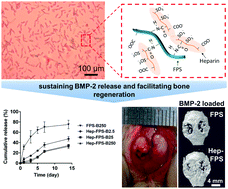 Graphical abstract: Extracellular matrix-inspired BMP-2-delivering biodegradable fibrous particles for bone tissue engineering