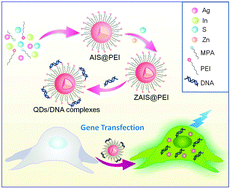 Graphical abstract: Synthesis of aqueous AgInS/ZnS@PEI as a self-indicating nonviral vector for plasmid DNA self-tracking delivery