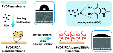 Graphical abstract: Improving antifouling ability and hemocompatibility of poly(vinylidene fluoride) membranes by polydopamine-mediated ATRP