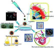 Graphical abstract: Design of a versatile nanocomposite for ‘seeing’ drug release and action behavior