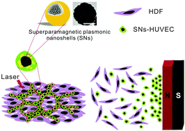 Graphical abstract: Superparamagnetic plasmonic nanoshells for improved imaging, separation and seeding of co-cultured cells